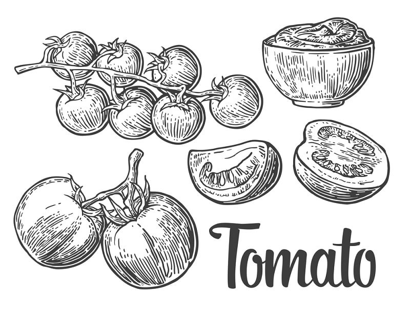 tomato illustration - Black and White